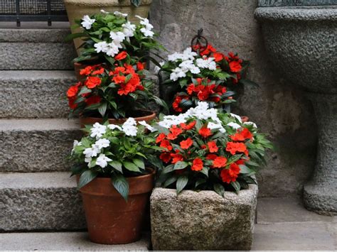 Best Shade Flowers For Pots Growing Shade Flowers In Containers