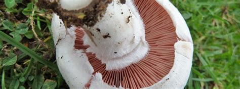 Mushroom Identification The Mushroom Diary Uk Wild