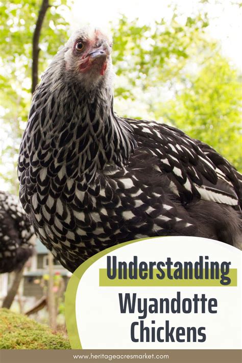 Wyandotte Chickens All You Need To Know Wyandotte Chicken Pet