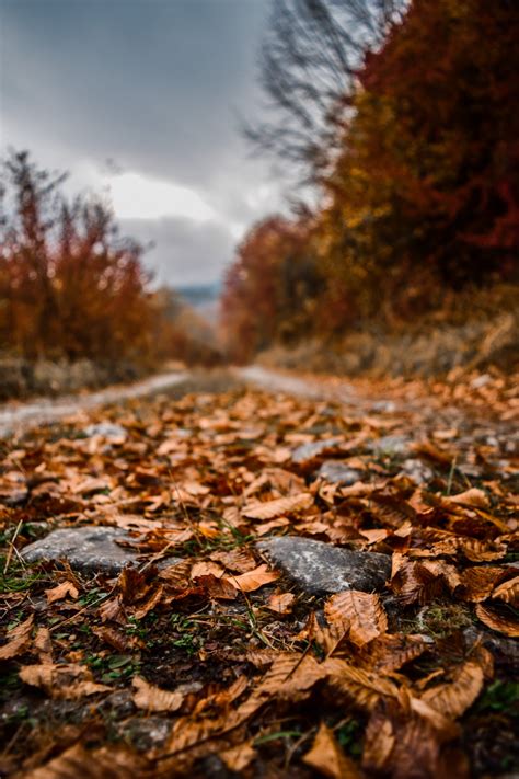 Free Images Leaf Natural Landscape Nature Sky Tree Autumn