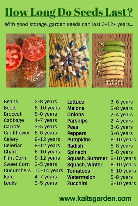 Maybe you would like to learn more about one of these? How Long Do Vegetable Seeds Last? With good storage ...