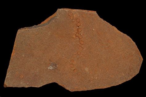 Horodyskia Fossil Slab Oldest Known Multicellular Life 129222 For
