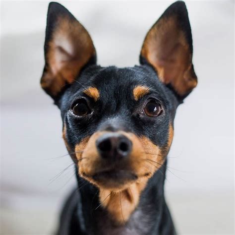 Min Pin Theadventuresofbilly Miniature Pinscher Cute Animals