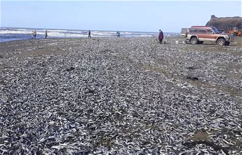 Tens Of Thousands Of Dead Fish Wash Up On Sakhalin Island Russia
