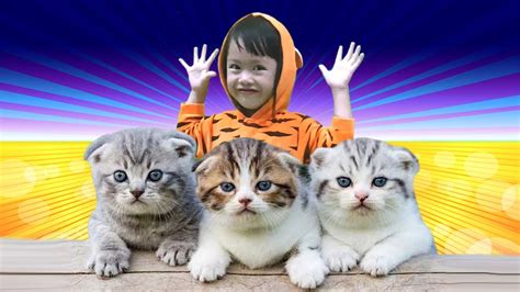 Kucingku Telu Meong Meong Lagu Daerah Lagu Anak Dan Balita