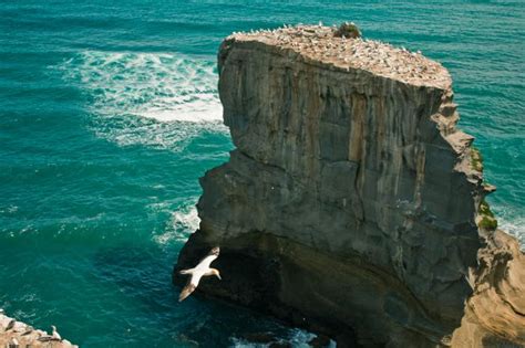 Auckland's vast hauraki gulf maritime park includes more than 50 islands and five marine reserves. Auckland Islands