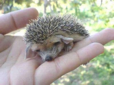 TOP 10. The Most Popular Posts of 2009 in Category ANIMALS - Izismile.com