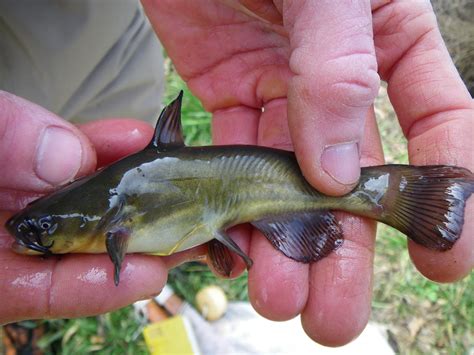Native Fish Species Of Colorado