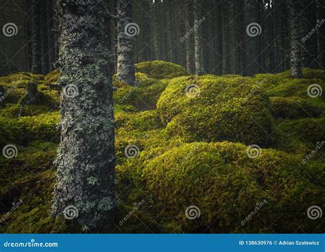 Pavimento Boreale Della Foresta Terra Muscosa E Luce Calda E Autunnale Terreni Boscosi Norvegesi