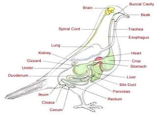 Female Bird Reproductive Anatomy