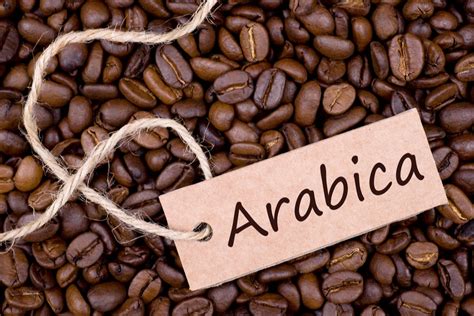 aaron arabica coffee seed  rs pack arabica coffee beans id