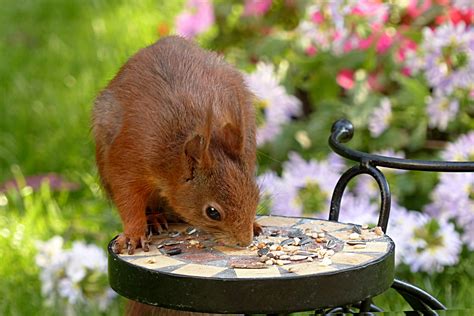 Free Images Wildlife Mammal Squirrel Garden Rodent Fauna