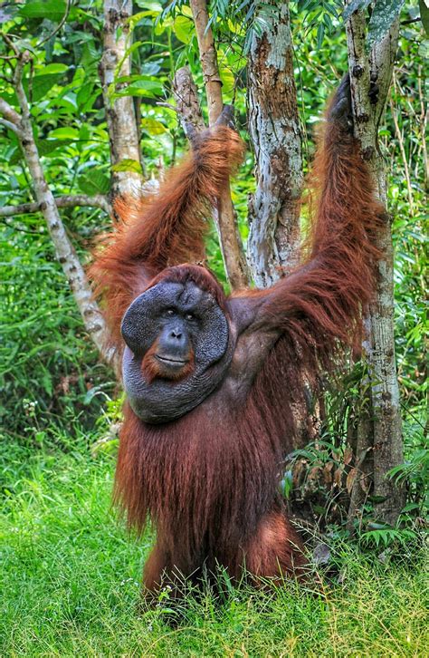 Free photo: Male Adult Orangutan - Ape, Brown, Fur - Free Download - Jooinn
