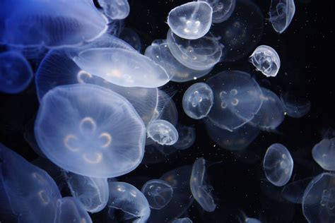 Moon Jellyfish Facts — Seadoc Society