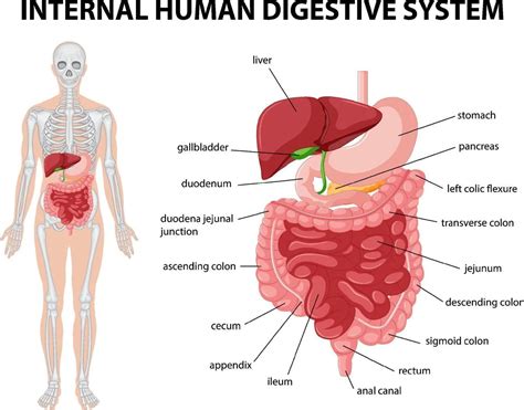 Mapa Conceptual Del Aparato Digestivo Y Sus Partes Sexiz Pix