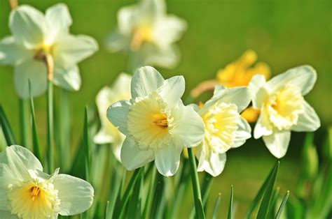 Daffodils The Great Big Greenhouse Gardening Blog