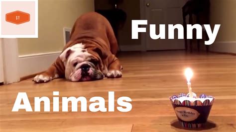 Funniest Animal Moments Funny Animals Compilation By Supertrends