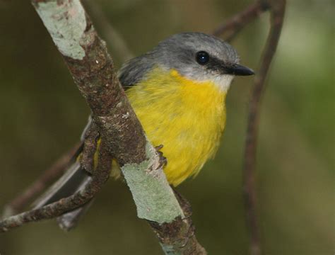 Songbird offers you lots and lots of options, but it is easy to use. Study shows urban noise leads to less songbird diversity