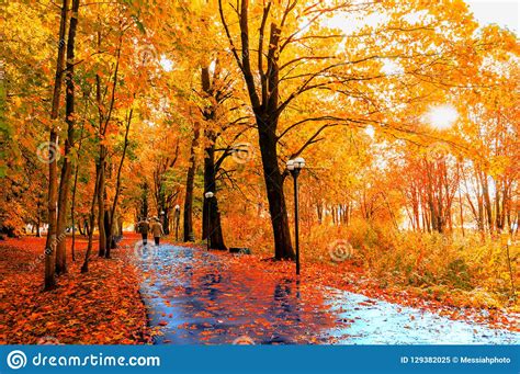 Autumn Landscape Autumn Trees And Autumn Leaves On The Wet Asphalt