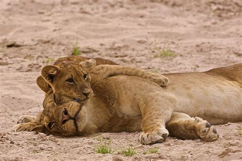 Lion Cub Hugs Mother Photograph By Johan Elzenga Pixels
