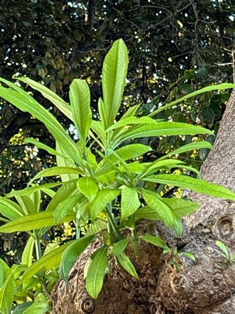 Rauvolfia Caffra Sond Quininetree World Flora Plntnet Identify