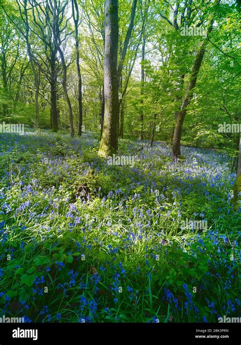 Bluebells Flowering In Woodlands During Spring Surrey England United