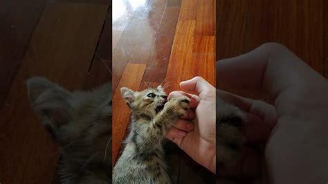 Dying Kitten I Found Is Now Healing Up Nicely Youtube