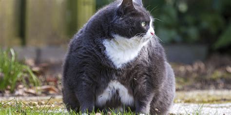 Fat Cat Tuesday Ftse 100 Bosses Have Already Earned More Money Than