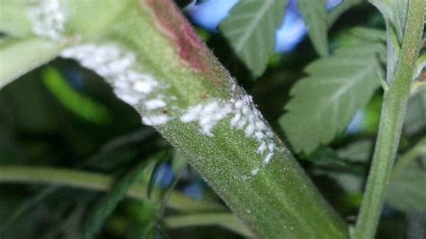 White Powdery Mildew On Cannabis Plants Identification And Solution