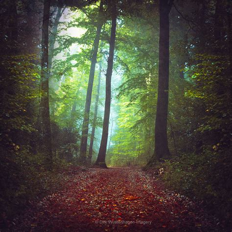 Dreamy Forest On Behance