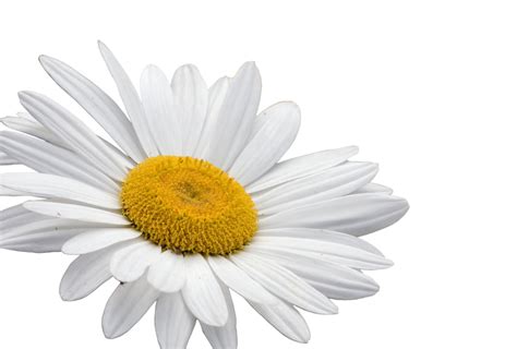 Daisy Blume Weißer Hintergrund Kostenloses Stock Bild Public Domain