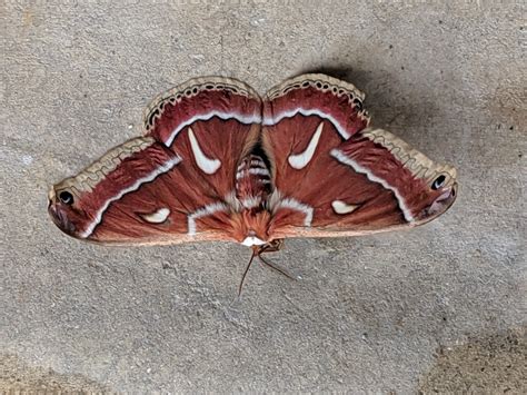 Found In San Diego Ca Is Anyone Able To Id This Moth Rentomology