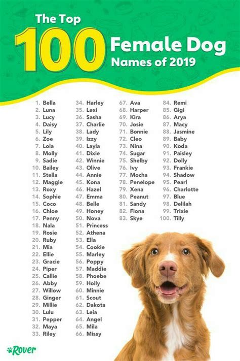 Femaledognames Doggilovers Female Dog Names Best Dog Names