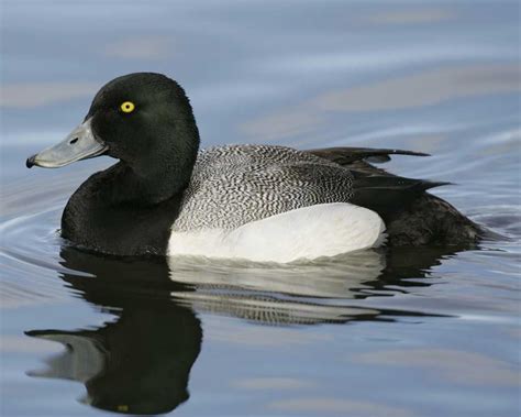 Greater Scaup Duck In Water Bird Life List Pet Birds