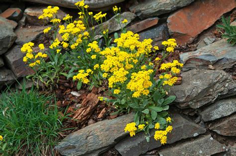 33 Best Plants For A Rock Garden