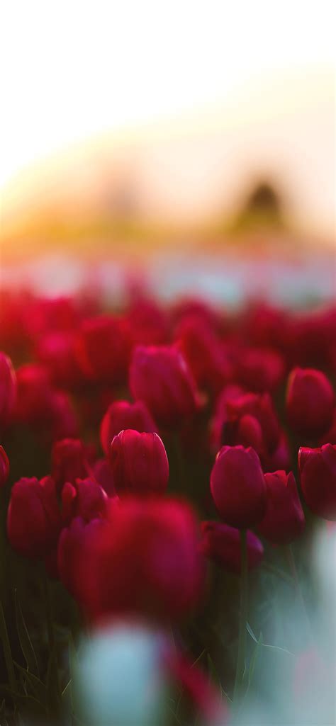 1242x2688 Tulips Flowers Field Iphone Xs Max Hd 4k Wallpapers Images