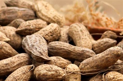 How Safe Are Groundnuts Produced In Senegal Main Takeaways From A