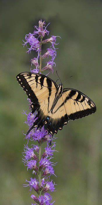 Swallowtail On Blazing Star Art Print By Mike Parrish Butterfly