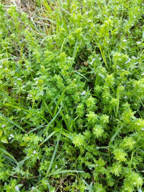 Identify This Lawn Weed Please