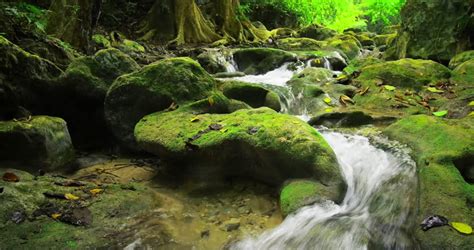 Small Stream Flows Through A Lush Moss Covered Forest Of Glacier