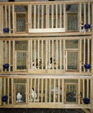 Anwar project 1 month ago. Desain Cara Membuat Pagupon Kandang Merpati Dari Bambu dan ...