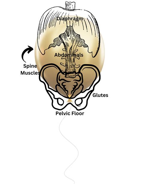 Beyond Kegels How The Whole Core Works Together To Support The Pelvic