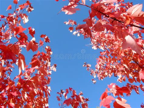 Autumn Fall Sky Background Golden Leaves Stock Image Image Of