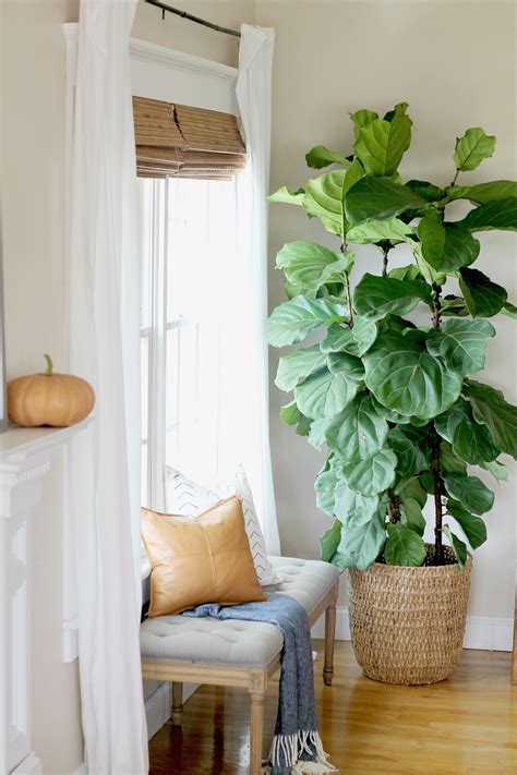 Direct sunlight can burn the leaves, especially exposure to hot afternoon sun. Fiddle Leaf Fig Tree - City Farmhouse