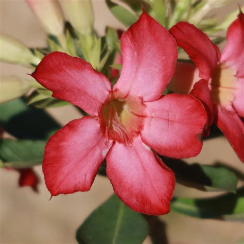 Buy Desert Rose Adenium Obesum Online Planet Desert
