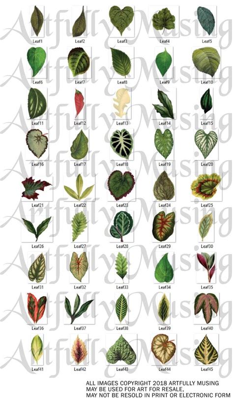 Miniature Leaves 45 Separate Images Digital Image Set Clip Art