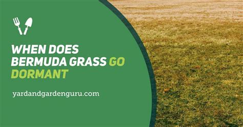 When Does Bermuda Grass Go Dormant