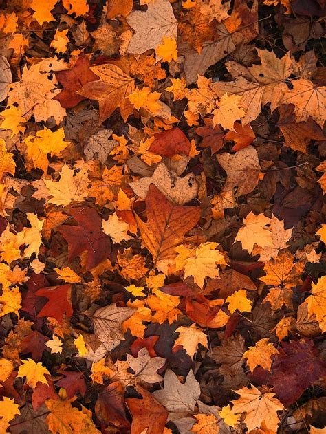 Fall Foliage Autumn Leaves October Forest Brown Many Pattern