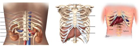In this video we discuss the structure of the rib cage or thoracic cage. Are The Kidneys Located Inside Of The Rib Cage / Lay Kidney module - There are only four ...