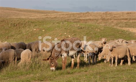 Donkey Grazing With Merino Sheep On South African Farm Stock Photo